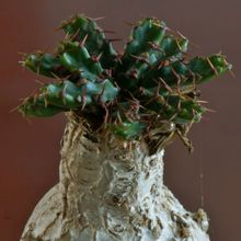 A photo of Euphorbia stellata  