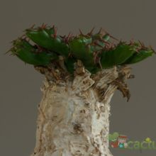 A photo of Euphorbia stellata  
