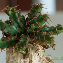A photo of Euphorbia stellata  