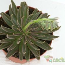A photo of Echeveria lutea