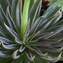 A photo of Echeveria lutea