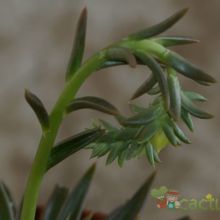 A photo of Echeveria lutea