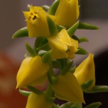 A photo of Echeveria lutea