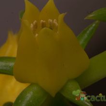 A photo of Echeveria lutea