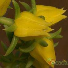 A photo of Echeveria lutea