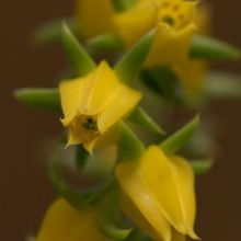 A photo of Echeveria lutea
