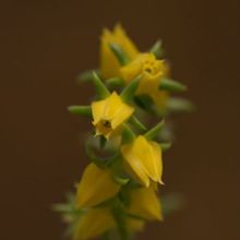 A photo of Echeveria lutea