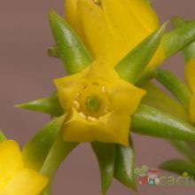 A photo of Echeveria lutea