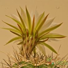 A photo of Echinopsis thionantha