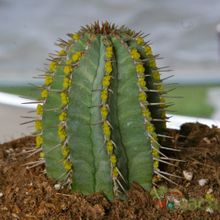A photo of Euphorbia fruticosa