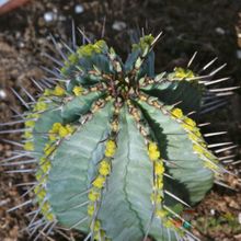 A photo of Euphorbia fruticosa