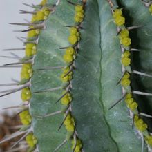 A photo of Euphorbia fruticosa