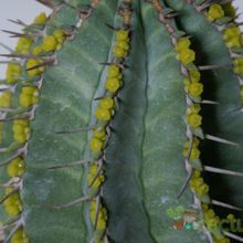 A photo of Euphorbia fruticosa