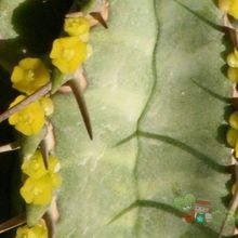 A photo of Euphorbia fruticosa