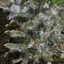 A photo of Tylecodon wallichii