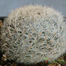 Una foto de Mammillaria lasiacantha