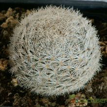 Una foto de Mammillaria lasiacantha