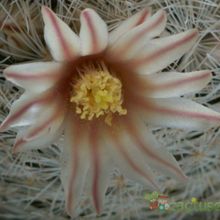 Una foto de Mammillaria lasiacantha