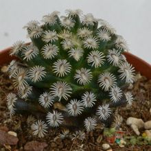 A photo of Mammillaria hernandezii