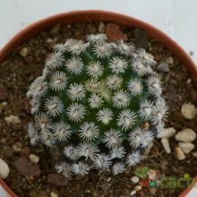 A photo of Mammillaria hernandezii