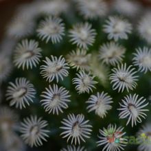 A photo of Mammillaria hernandezii