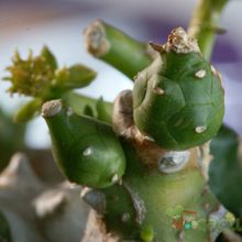 Una foto de Euphorbia ornithopus  