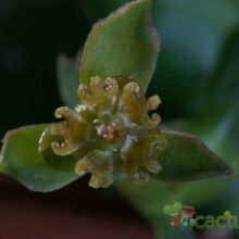 Una foto de Euphorbia ornithopus  