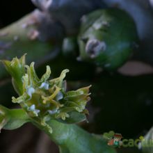 Una foto de Euphorbia ornithopus  