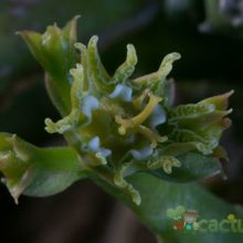 Una foto de Euphorbia ornithopus  