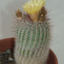 A photo of Parodia scopa