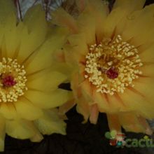 A photo of Parodia scopa