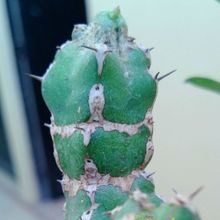 A photo of Euphorbia makallensis