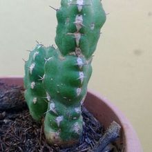 A photo of Euphorbia makallensis