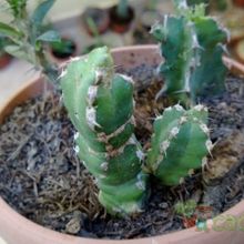 A photo of Euphorbia makallensis