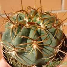 Una foto de Denmoza rhodacantha