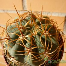 Una foto de Denmoza rhodacantha