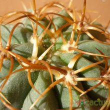 Una foto de Denmoza rhodacantha