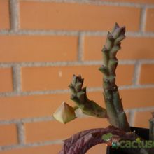 A photo of Orbea variegata