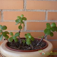 Una foto de Portulacaria afra