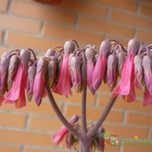 A photo of Bryophyllum x houghtonii