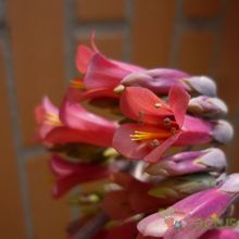 A photo of Bryophyllum x houghtonii