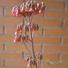 A photo of Bryophyllum x houghtonii