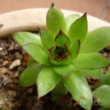 Una foto de Sempervivum tectorum