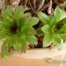 Una foto de Sempervivum tectorum
