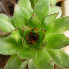 Una foto de Sempervivum tectorum
