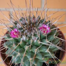 Una foto de Mammillaria compressa ssp centralifera