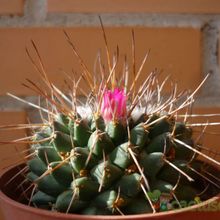 Una foto de Mammillaria compressa ssp centralifera