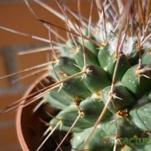 Una foto de Mammillaria compressa ssp centralifera