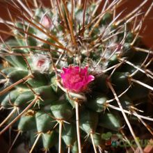 Una foto de Mammillaria compressa ssp centralifera