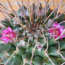 Una foto de Mammillaria compressa ssp centralifera
